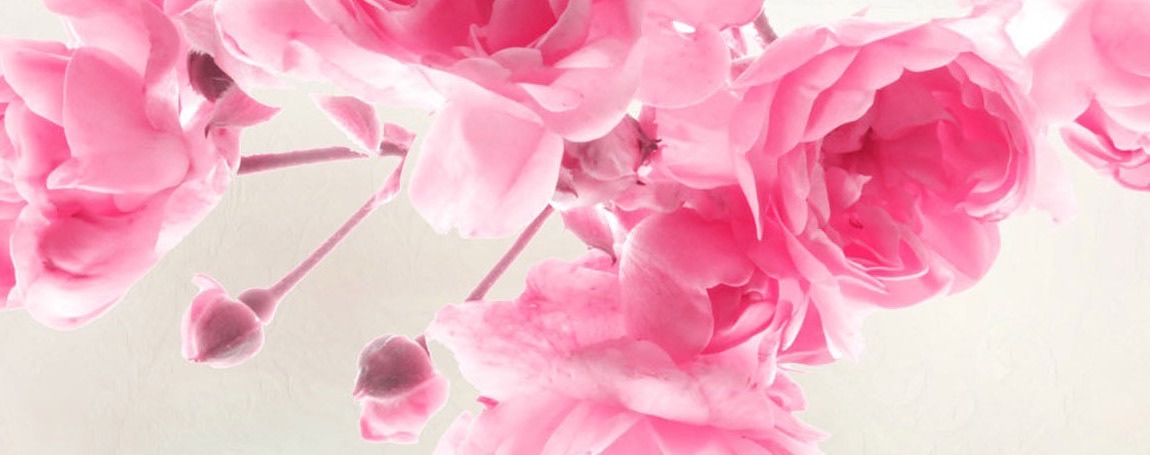Pink garden roses in soft light.